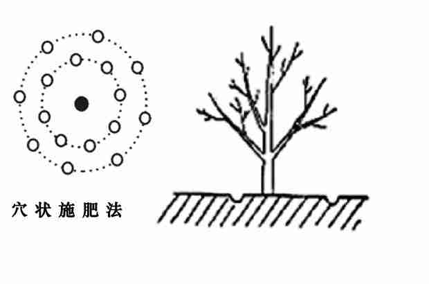 石榴树怎样施肥效果好？